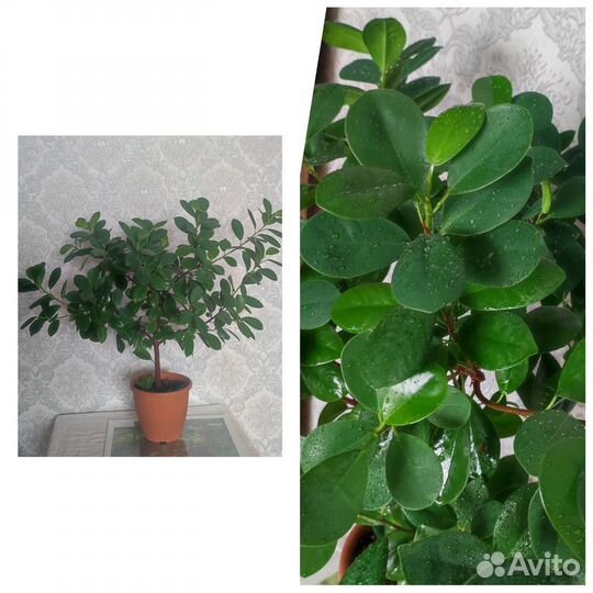 Фуксия, Коллизия, Хлорофитум