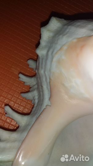 Морские ракушки раковины