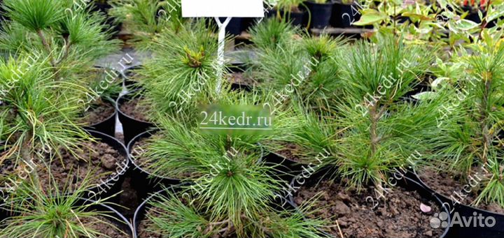Саженцы кедра от производителя