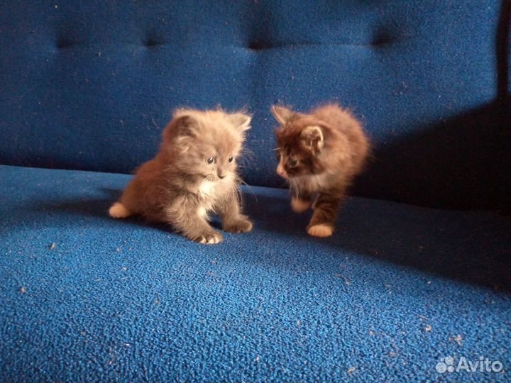 Котенок 2месяца, в добрые руки, приучен к лотку