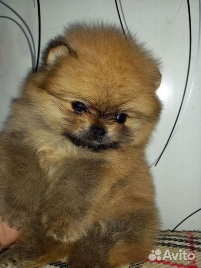 Чихуахуашечки милашечки