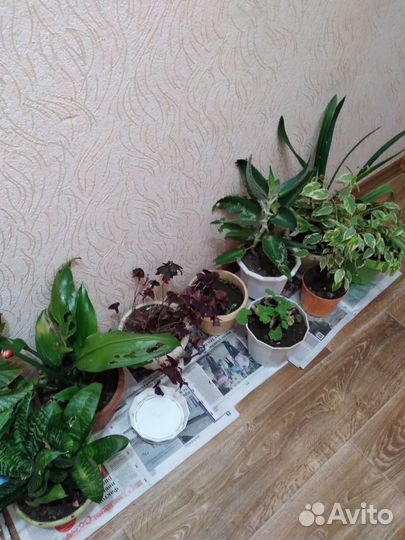 Комнатные цветы разные