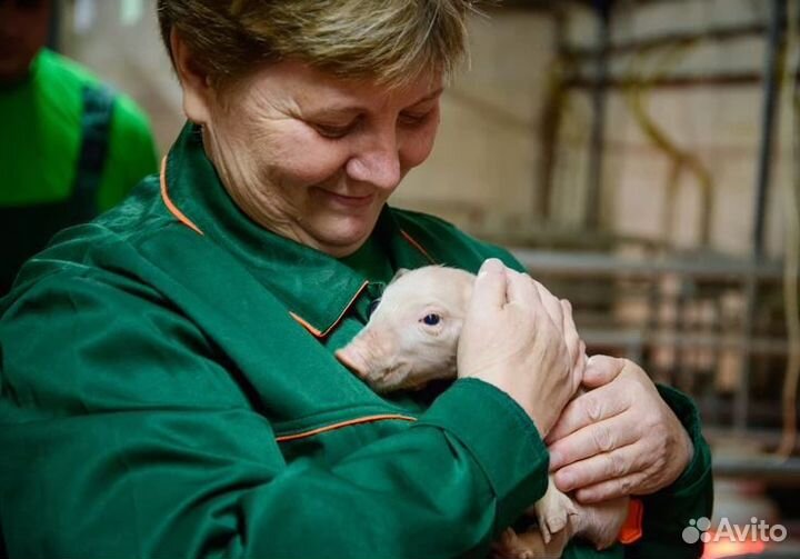 Рабочий по уходу за животными (Ржавчик)