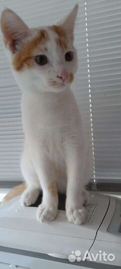 Котенок