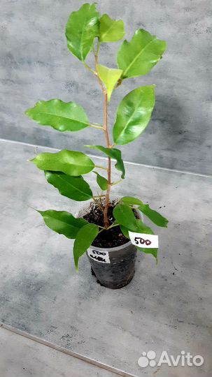 Фикус голден моник