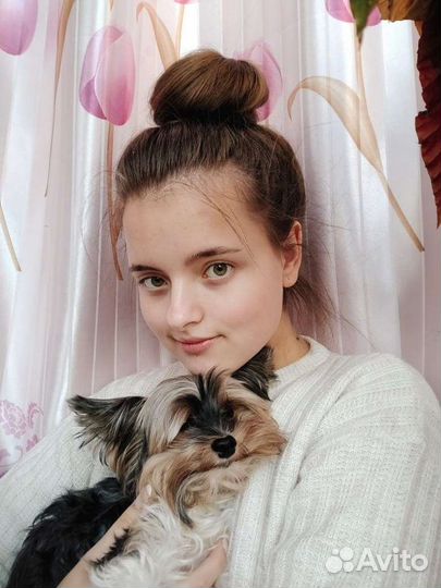 Квартирная передержка собак