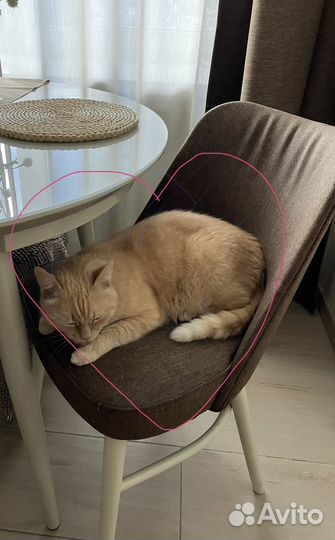 Няня для кошки, няня для кота (передержка)