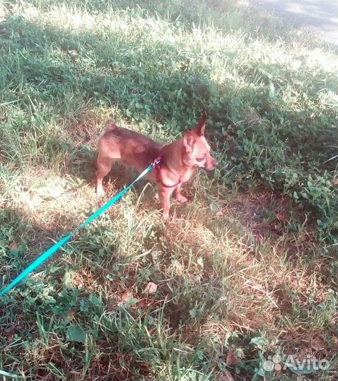 Передержка собак и кошек