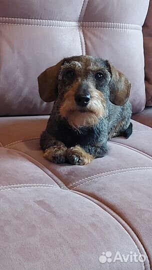 Продажа щенков таксы