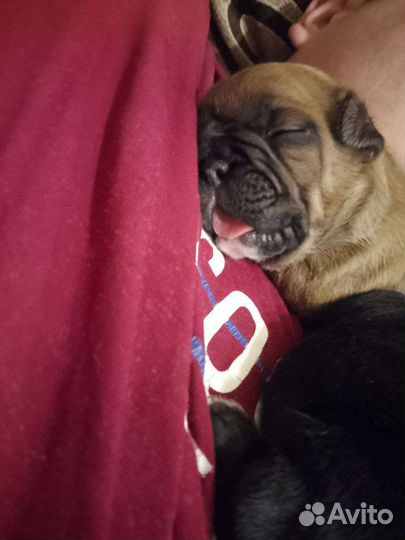 Французский бульдог щенки