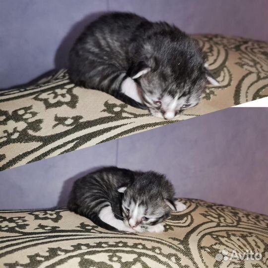 Сибирские котята в добрые руки