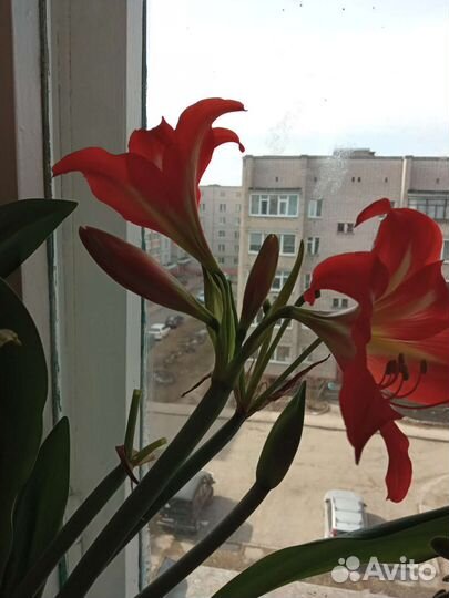 Бегония, гиппеаструм