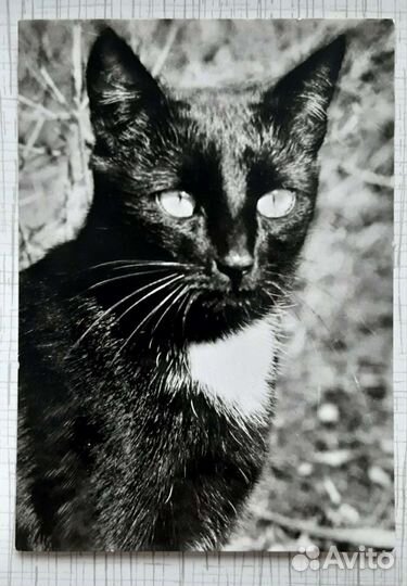 Котики открытки DDR и Болгария