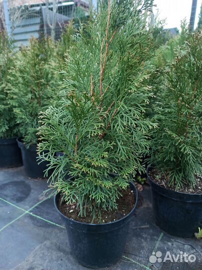 Туя Западная Смарагд
