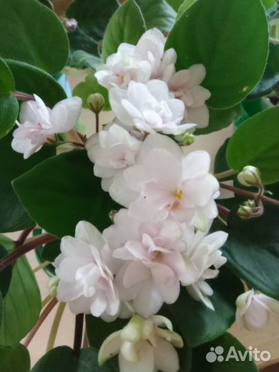 Фиалка лист