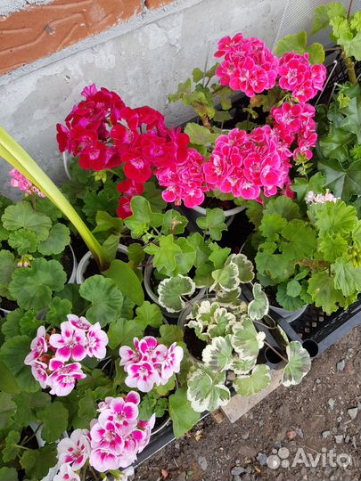 Пеларгонии зональные, королевские, плющеличтные