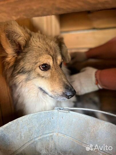 Собака Пушинка в добрые руки