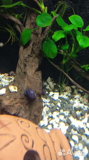 Ампулярии черничные