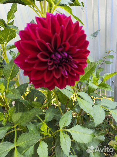 Георгины корни клубни