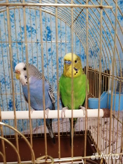 Волнистые попугаи с клеткой