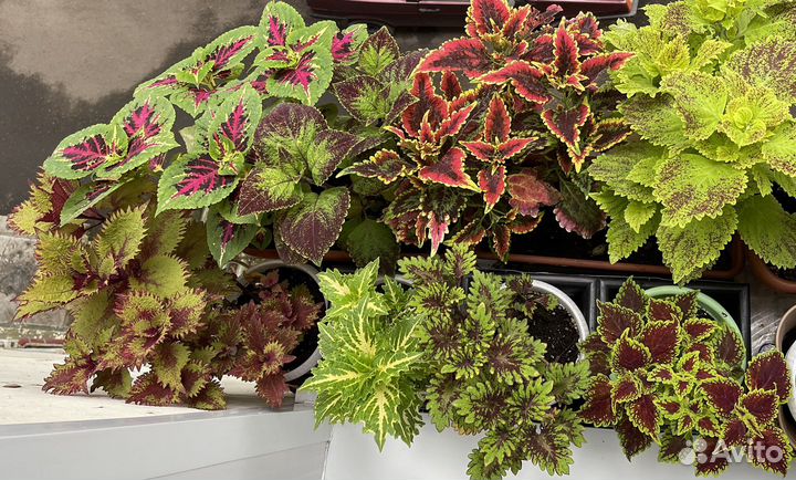 Колеусы, отростки с корешками