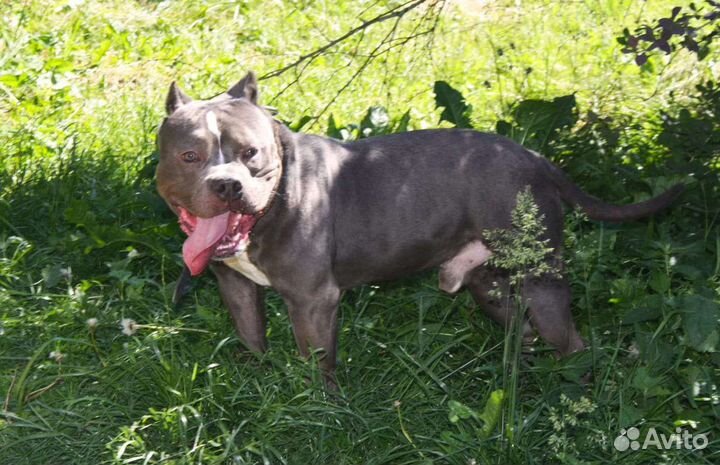 Американский булли. Вязка