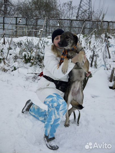 Собака ищет дом