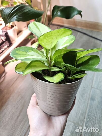 Хойя аустралис лиза