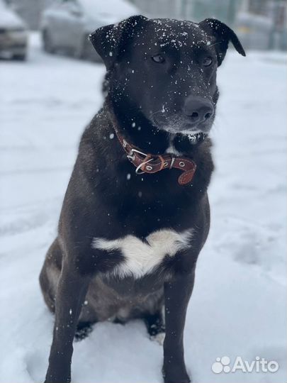 Ищем дом для преданной собаки