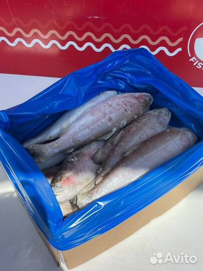 Радужная форель 300-500гр