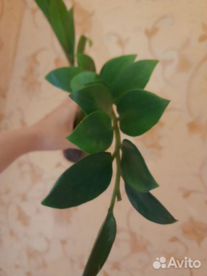 Замиокулькас zamicro