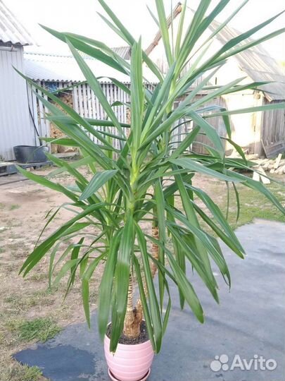 Пальма юкка