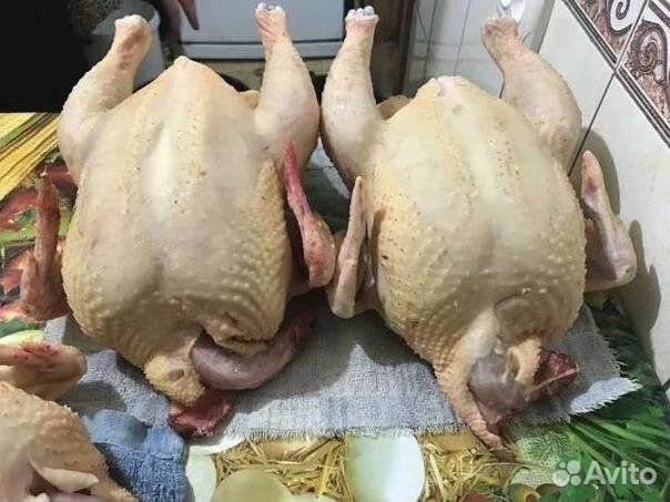 Куры бройлеры тушки мясо