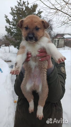 Щенки в добрые руки