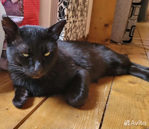 Кот с доставкой