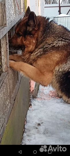 Немецкая овчарка вязка кобель
