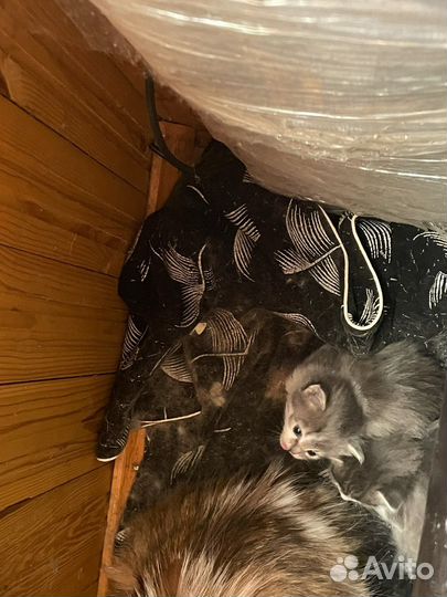 Котята в добрые руки даром