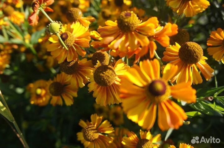 Объектив Индустар 50-2 50мм f/3,5-5,6