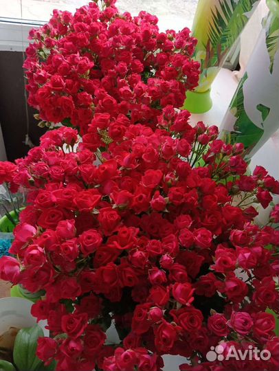 Розы Кустовые/Пионовидные Голландия