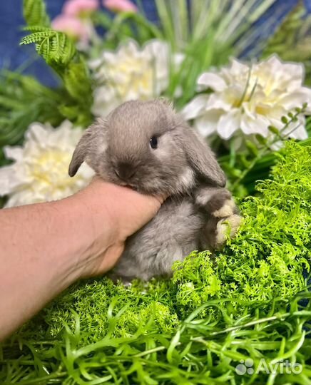 Элитные ручные кролики