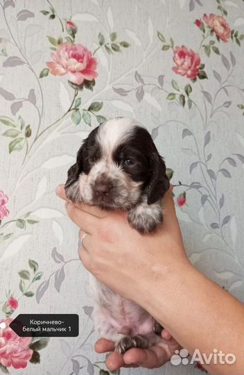 Русский спаниель