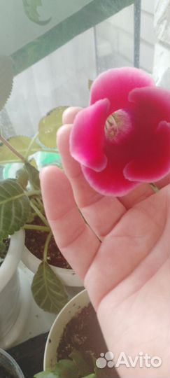 Глоксиния, сенсивьера, замиокулькас