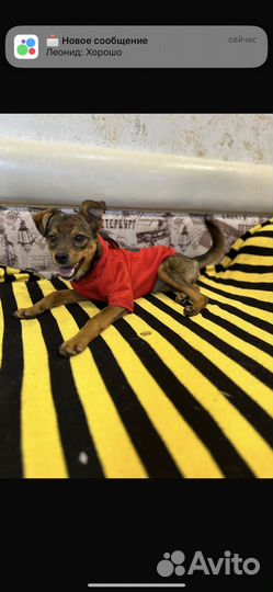 Собака в добрые руки