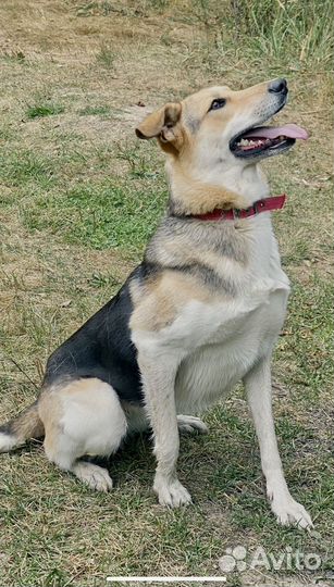 Позитивная и ласковая собака Ладушка ищет дом