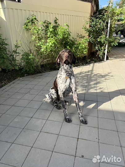 Курцхаар, вязка, кабель