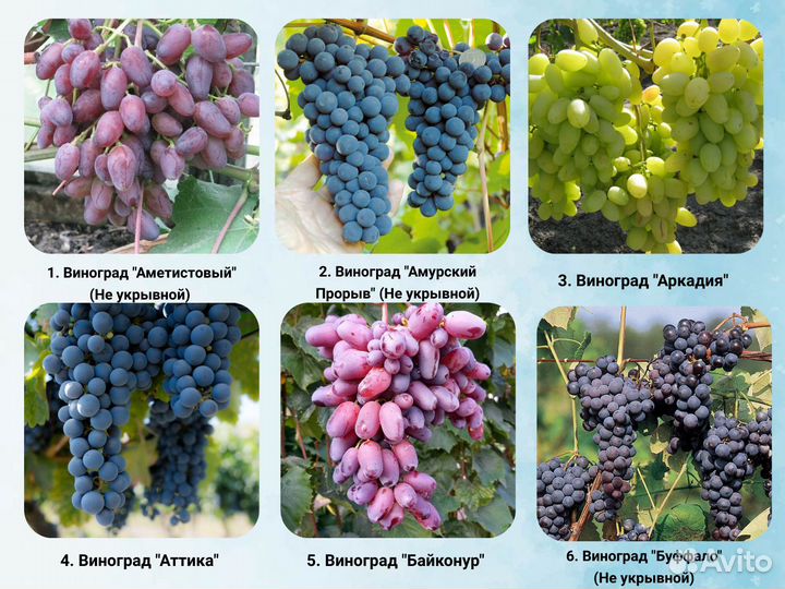 Саженцы Винограда