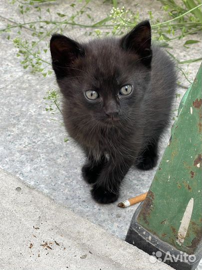 Кошка в дар