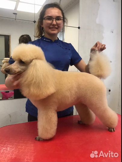 Грумер с выездом на дом