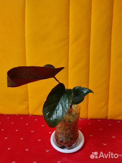 Антуриумы и спатифиллумы silver купидо, Диамант