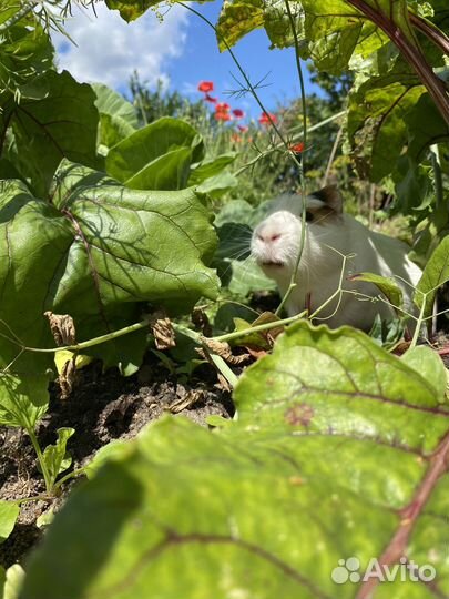 Морская свинка вязка